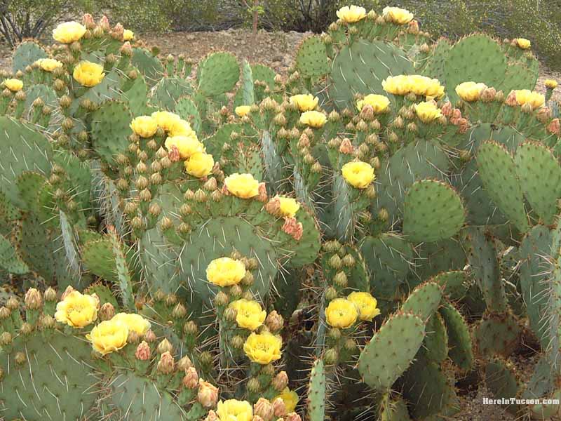 Prickley Pears