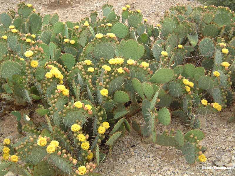 Prickley Pears