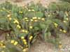 Prickley Pears in Bloom