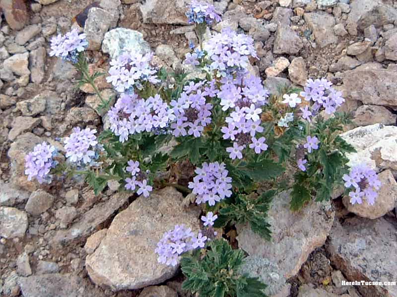 Springtime Wildflowers