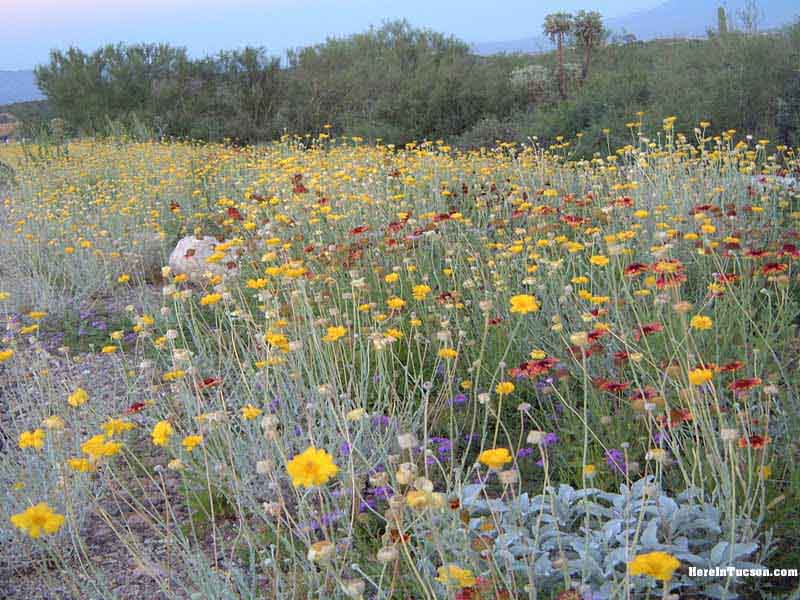 Springtime Wildflowers